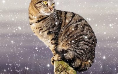 Mon chat peut-il avoir froid en hiver ? Comment le protéger ?