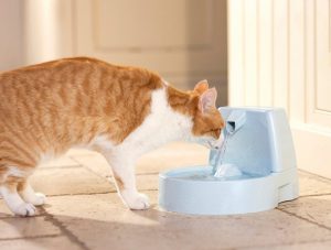 fontaine à eau chat