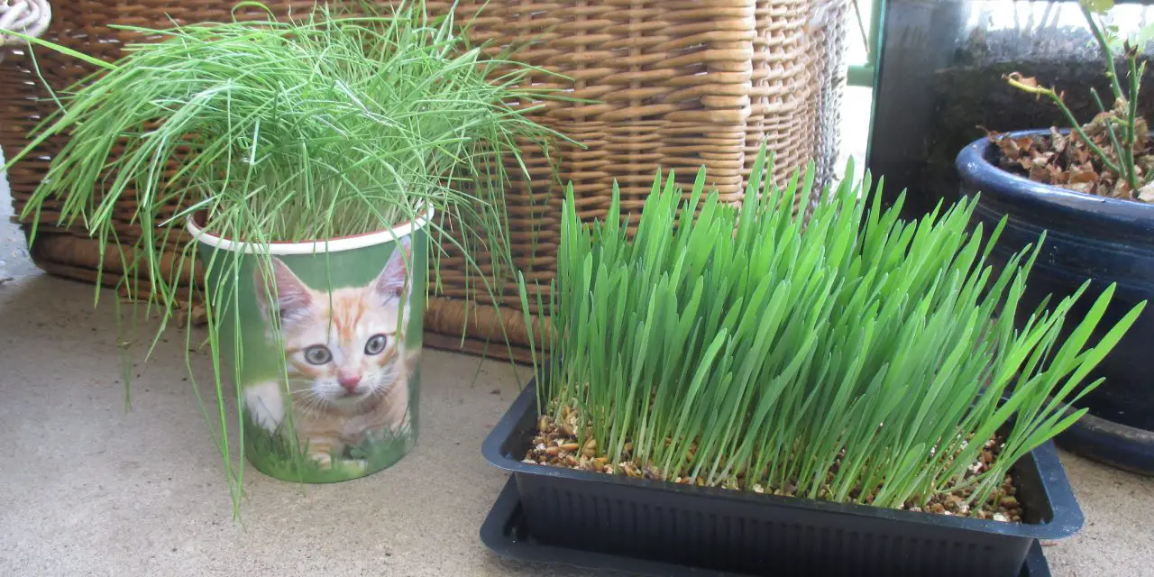 Herbes à chat VS herbes-aux-chats : utilisation et bienfaits