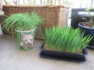 herbe a chat