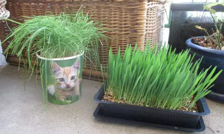 Herbe à chat – Herbe-aux-chats : quelle différence ?