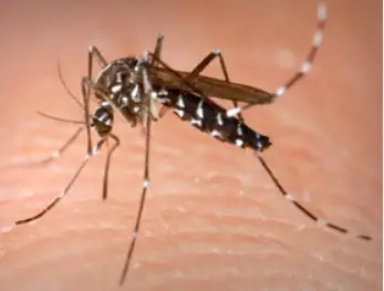 Les moustiques tigres peuvent-ils infecter notre chat ? Dengue et Chikungunya chez les chats ?