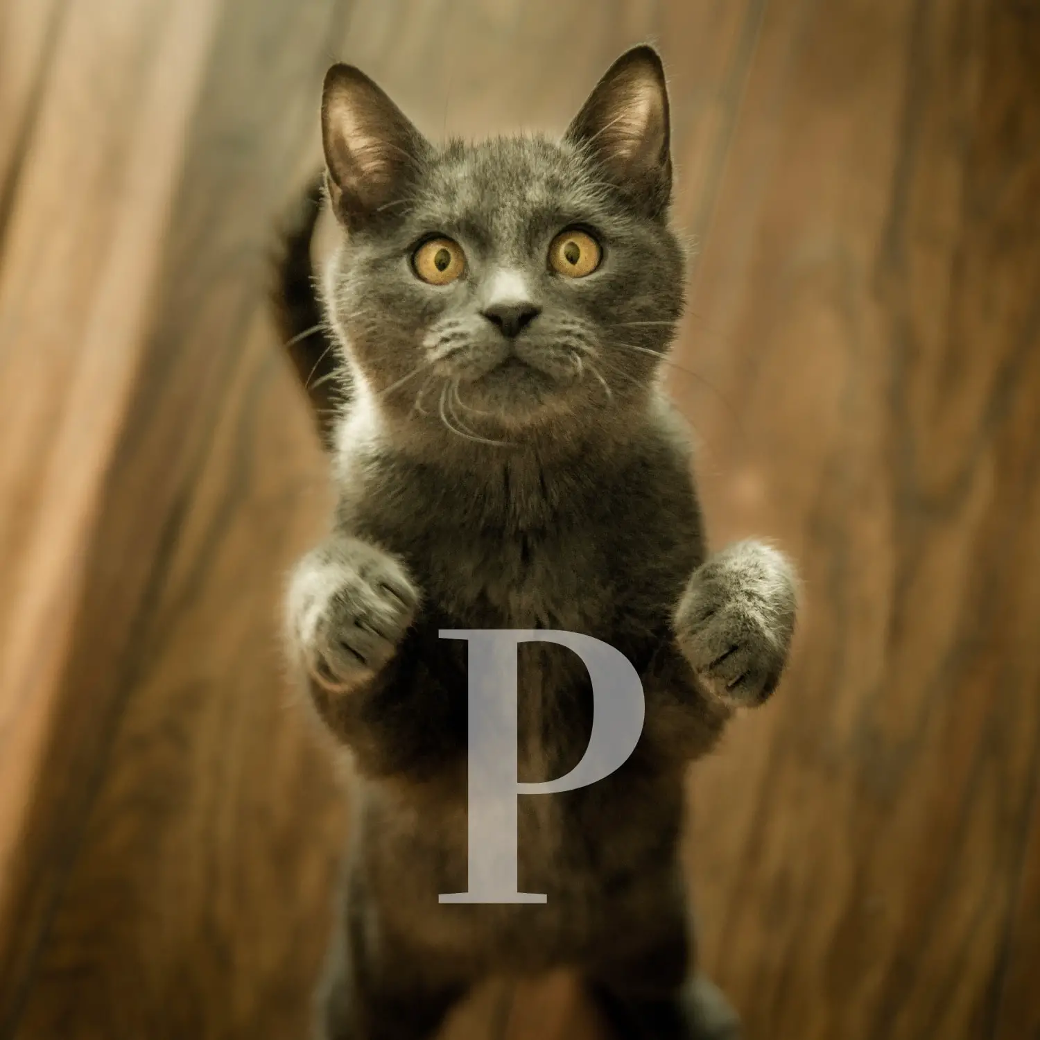 Le meilleur choix de noms pour chatons en P – plus de 1000 prénoms de chats !