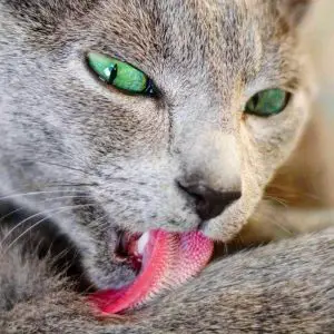 langue chat rapeux rugueux chat yeux verts