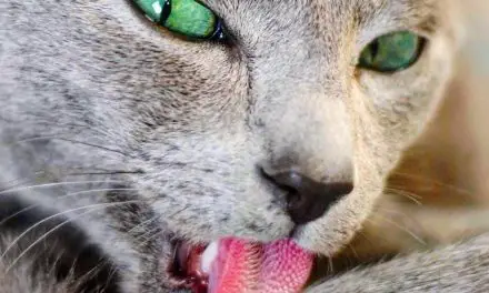 Pourquoi les chats ont une langue râpeuse – A quoi sert-elle ? | La langue du Chat