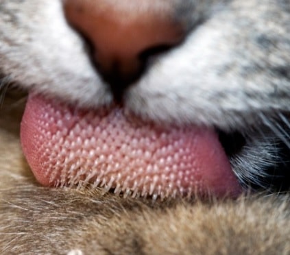 langue chat papille rugueux rapeux