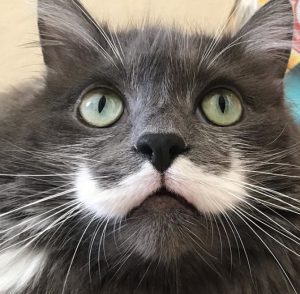 chat-moustache-HAMILTON