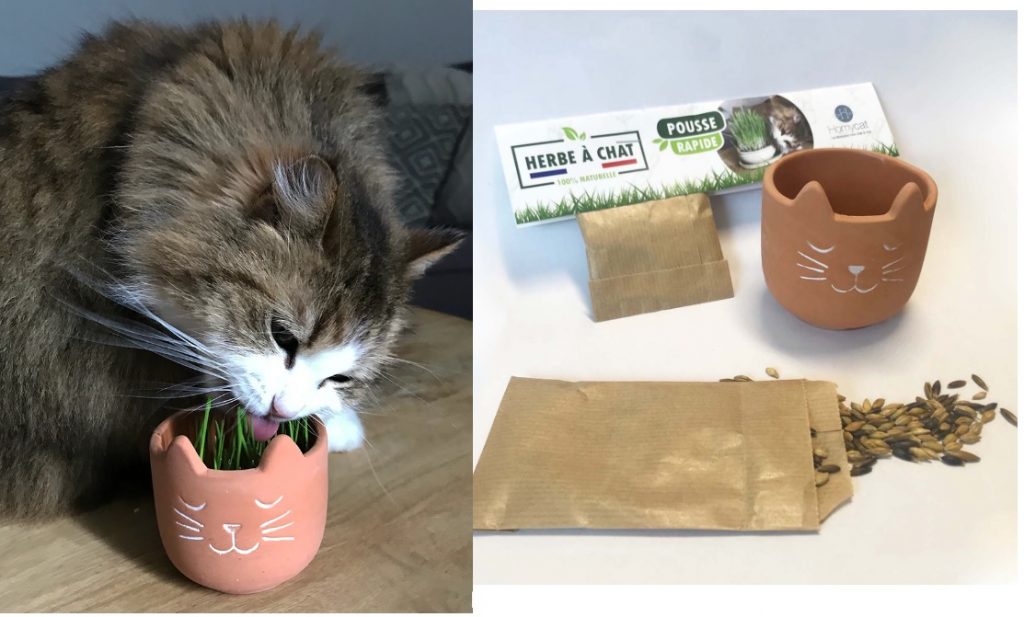 herbe a chat a planter homycat