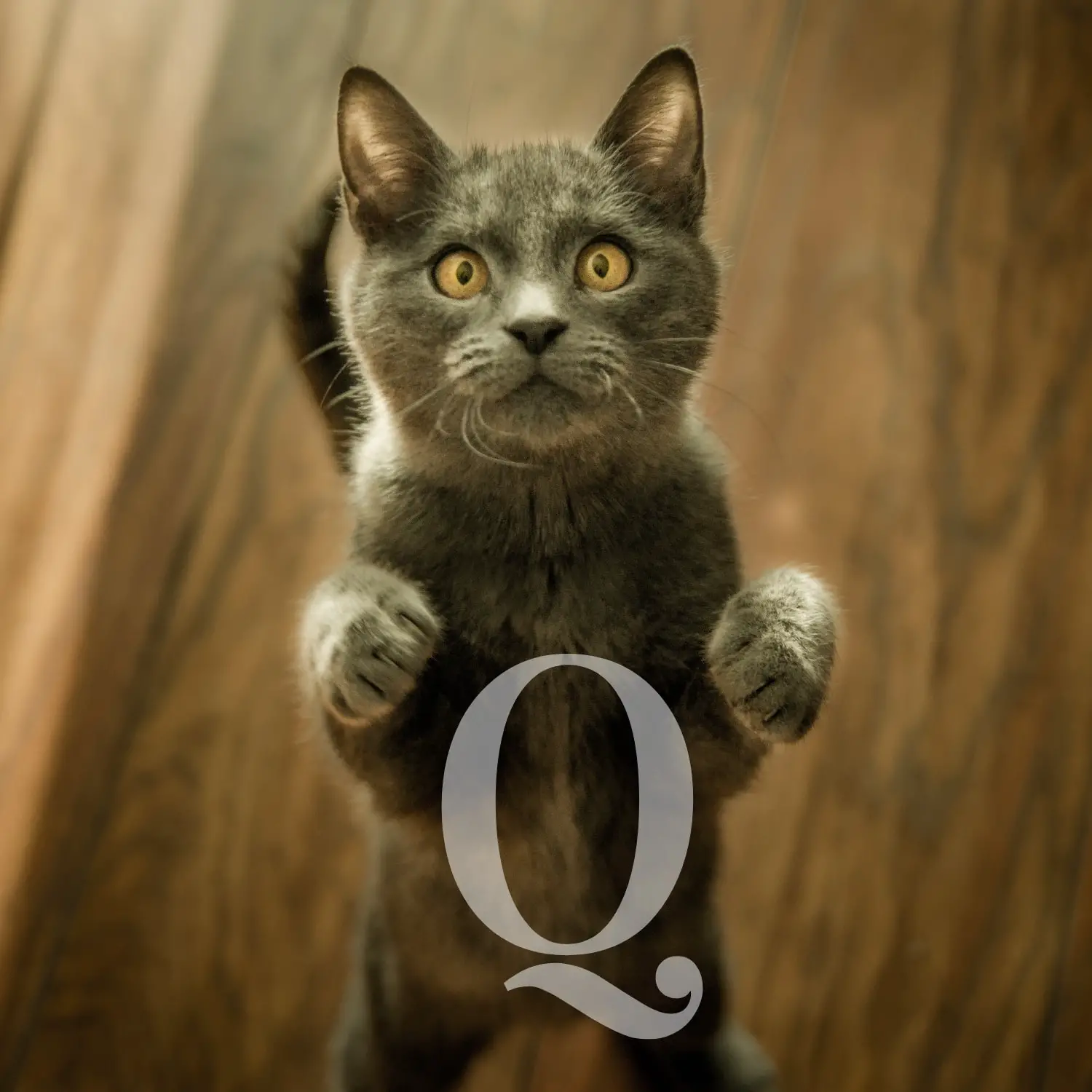 Le meilleur choix de noms pour chatons commençant par Q – Liste de 105 prénoms !