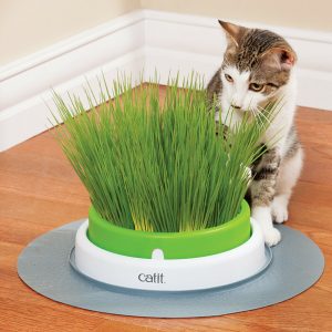 comment faire pousser de l'herbe à chat