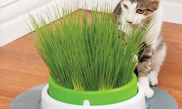 Planter-Cultiver l’herbe a chat sans terre, en appartement ou à la maison – Comment faire pousser de l’herbe pour chat facilement