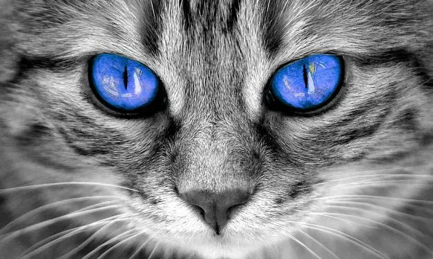 Œil chat : 30 regards de chats magnifiques