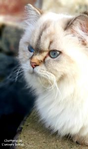 Chat_Race_British_longhair_blanc_min