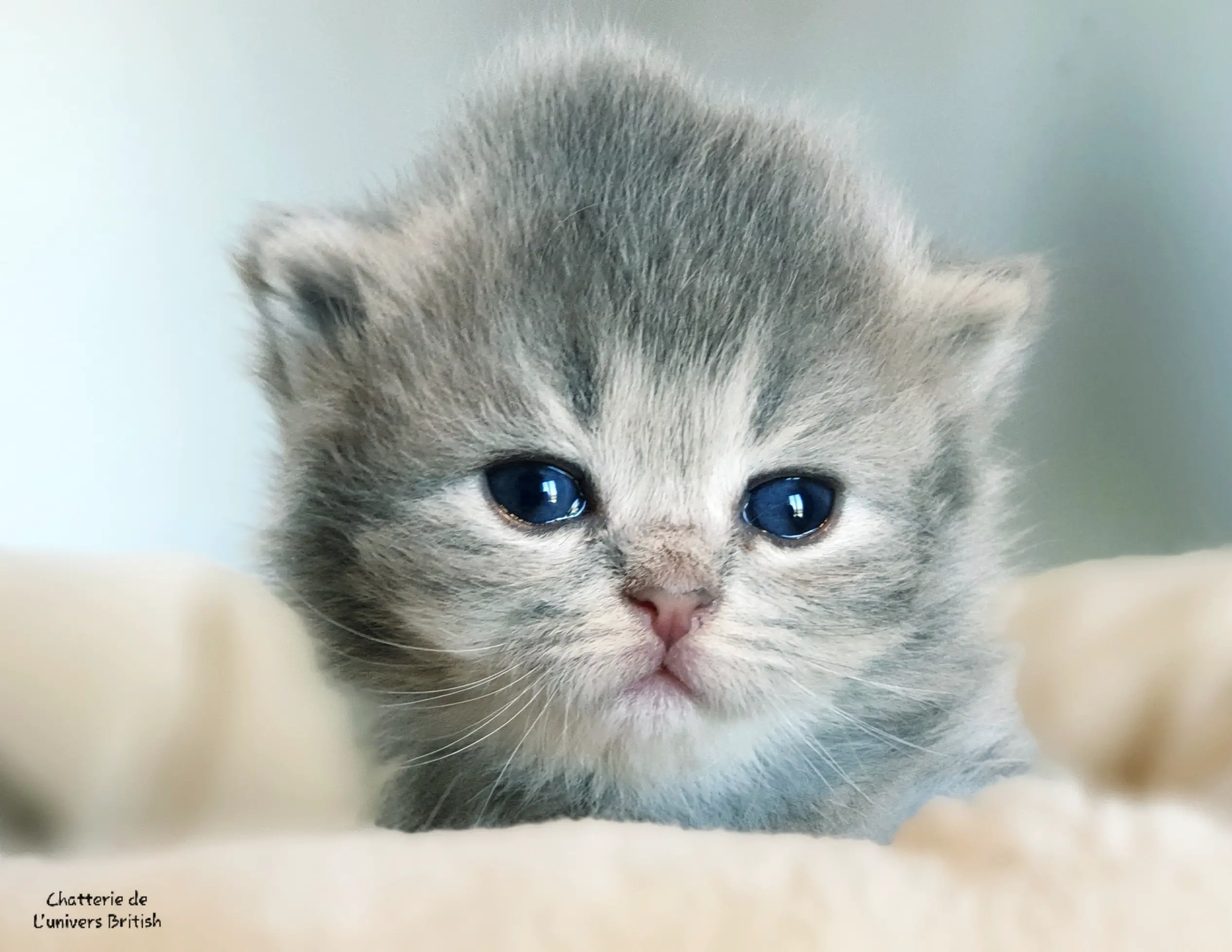 Vidéo chat : video de chatons trop mignons et trop drôles
