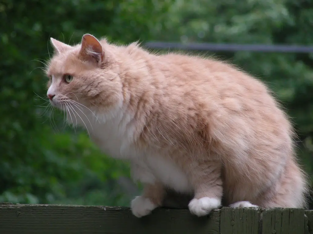 Est-ce que mon chat reconnaît son nom ?