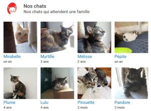 ani'meaux adoption jaimetropchat j'aime trop chat