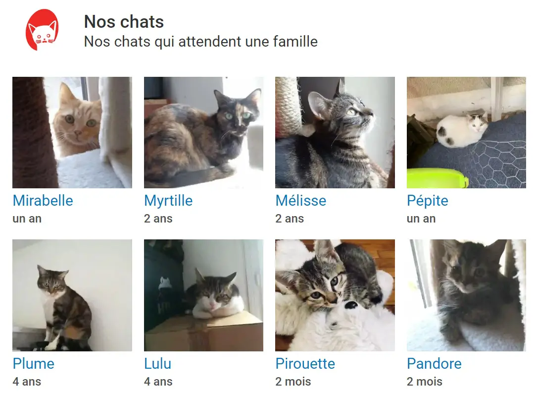 ani'meaux adoption jaimetropchat j'aime trop chat