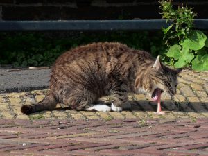 Chat qui vomit