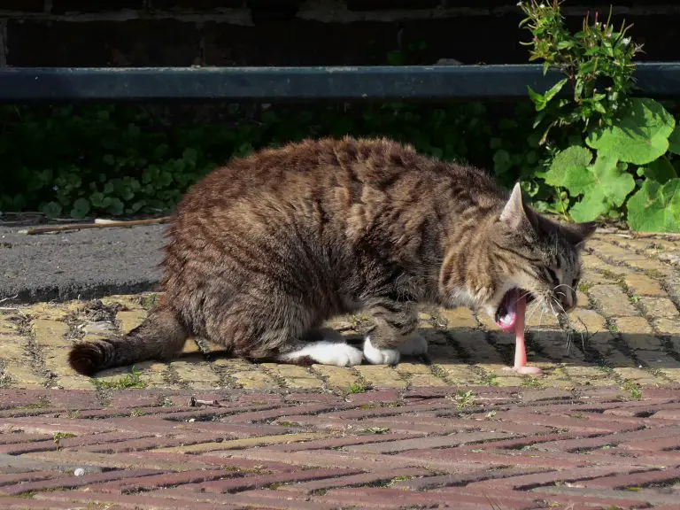chat qui essaye de vomir
