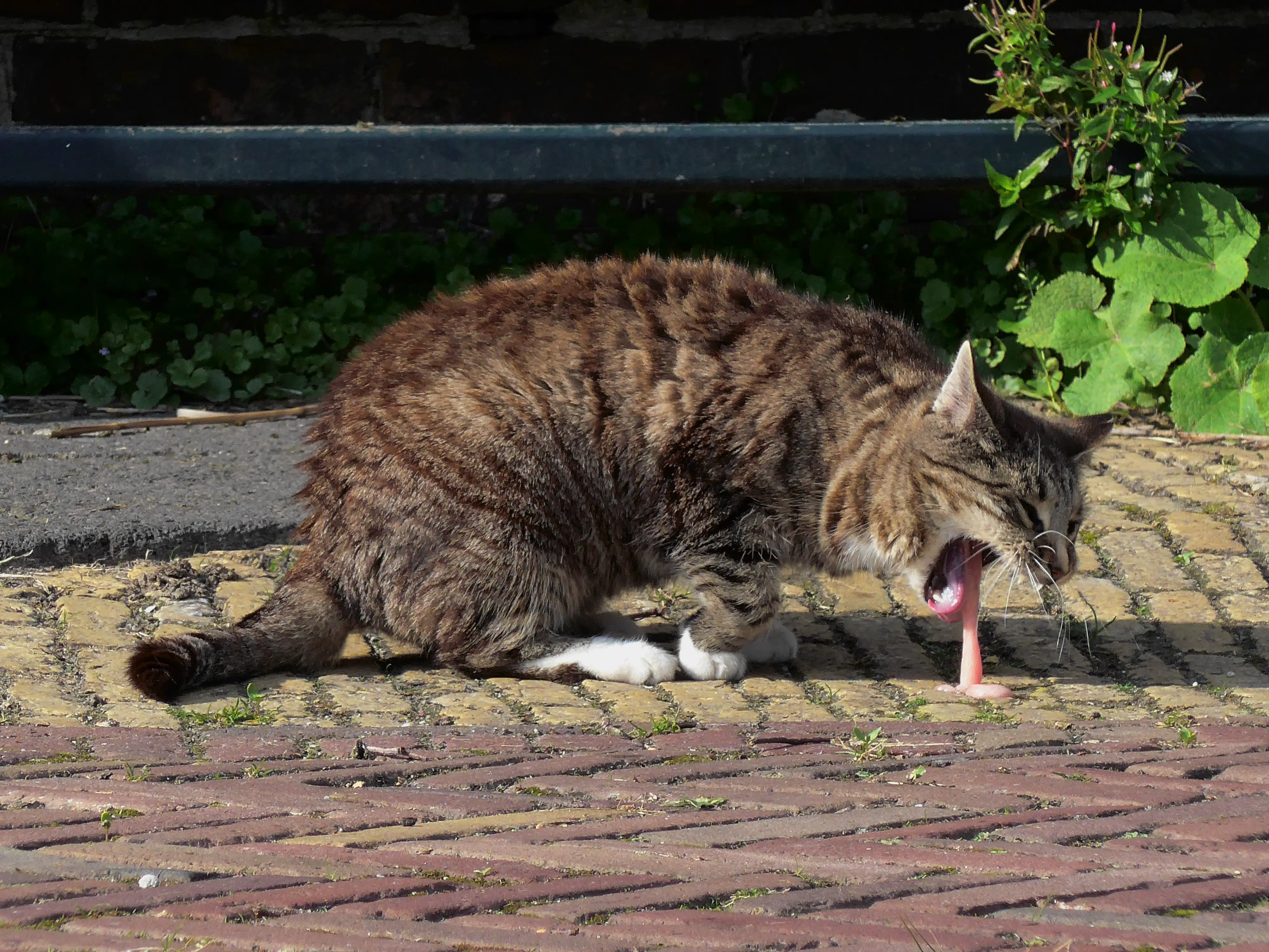 Mon chat vomit : est-ce normal (ou préoccupant) ? Que faut-il faire en cas de vomissement du chat ou du chaton