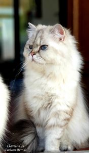 chat_race_british_blanc_longhair_poil_long