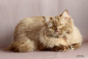 chat_race_british_marron_longhair_poil_long