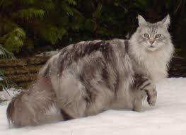 poids chat adulte maine coon