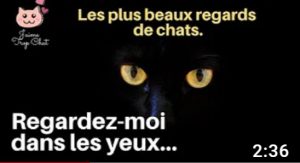 plus beaux regards de chat youtube jaimetropchat