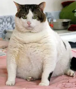 poids chat chaton obese