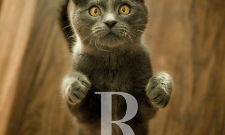 Prenom chat en R – Nom chat 2020 : le meilleur choix mâle et femelle