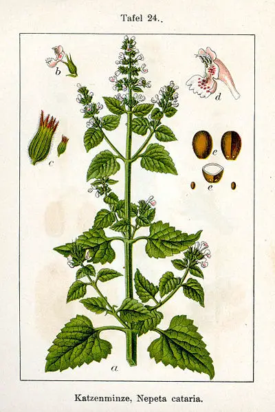 Cataire - Nepeta Cataria