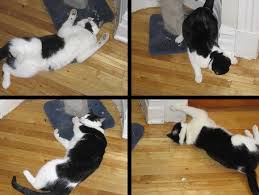 photo_cataire_jaime_trop_chat_jaimetropchat_effet