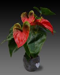 plante_toxique_chat_photo_ANTHURIUM_jaimetropchat_jaime_trop_chat