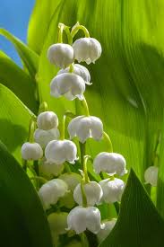 plante_toxique_chat_photo_muguet_jaimetropchat_jaime_trop_chat_3