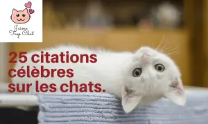 thumbnail_video_25_citations_chats_youtube_jaimetropchat_jaime_trop_chat