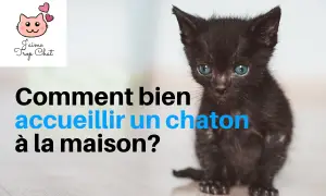 thumbnail_video_conseil_accueil_chaton_youtube_jaimetropchat_jaime_trop_chat