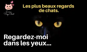 thumbnail_video_plus_beau_regard_chat_youtube_jaimetropchat_jaime_trop_chat