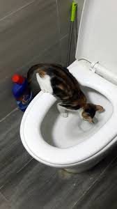 IMG_chat_toilettes_jaime_trop_chat