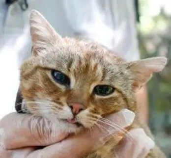 Nouvelle Espèce de chat sauvage : Chat-Renard (origine, histoire, où vit-il, à quoi il ressemble?)