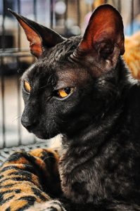 devon-rex-noir