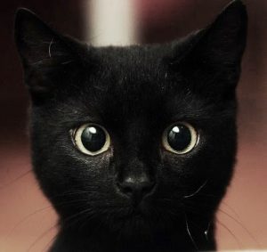 chat noir - Chats noirs