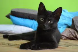 chat noir bombay