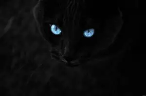 chat-noir-yeux-bleu