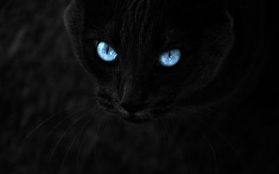 Races de chats Noirs : 17 espèces de chats noir pour votre plus grand bonheur