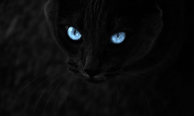 Races de chats Noirs : 17 espèces de chats noir pour votre plus grand bonheur