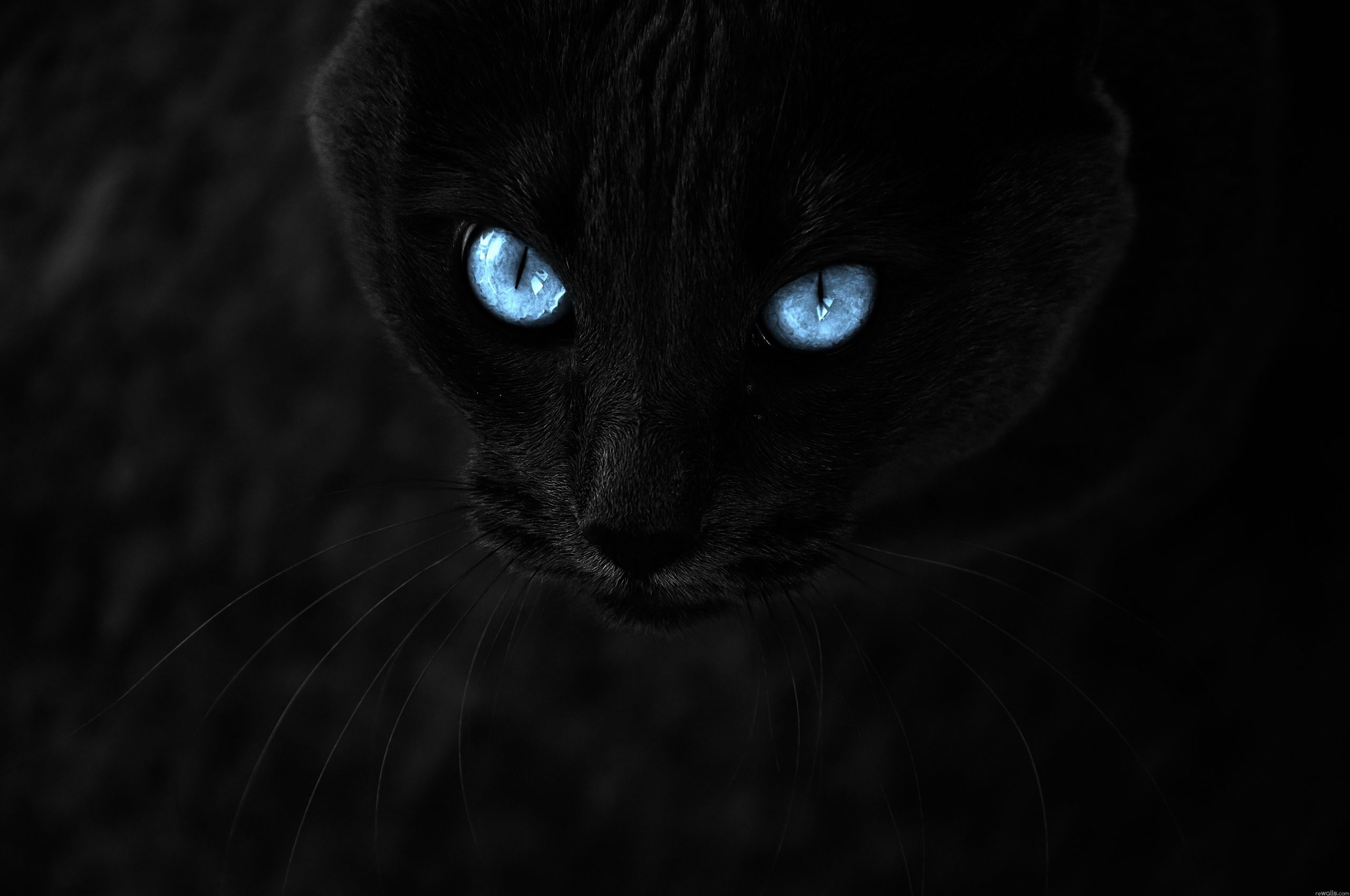 chatnoiryeuxbleu J