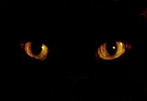 chat-noir-yeux-jaune