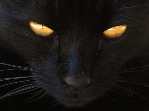 chat-noir-yeux-jaune
