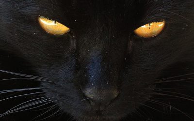 Noms et Prénoms de Chats Noirs – Mâle – Femelle | Votre chaton noir va adorer !