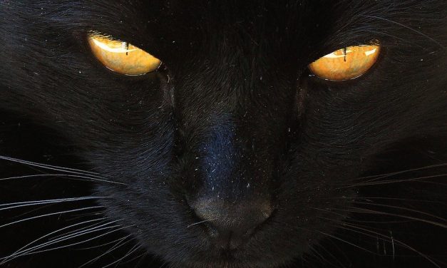 Noms et Prénoms de Chats Noirs – Mâle – Femelle | Votre chaton noir va adorer !